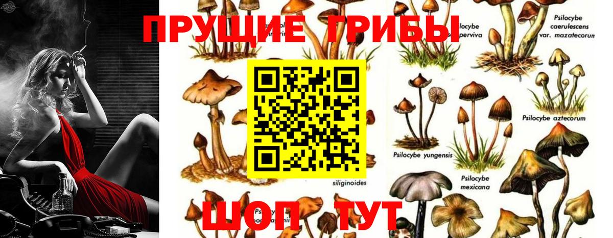 Галлюциногенные грибы GOLDEN TEACHER Химки